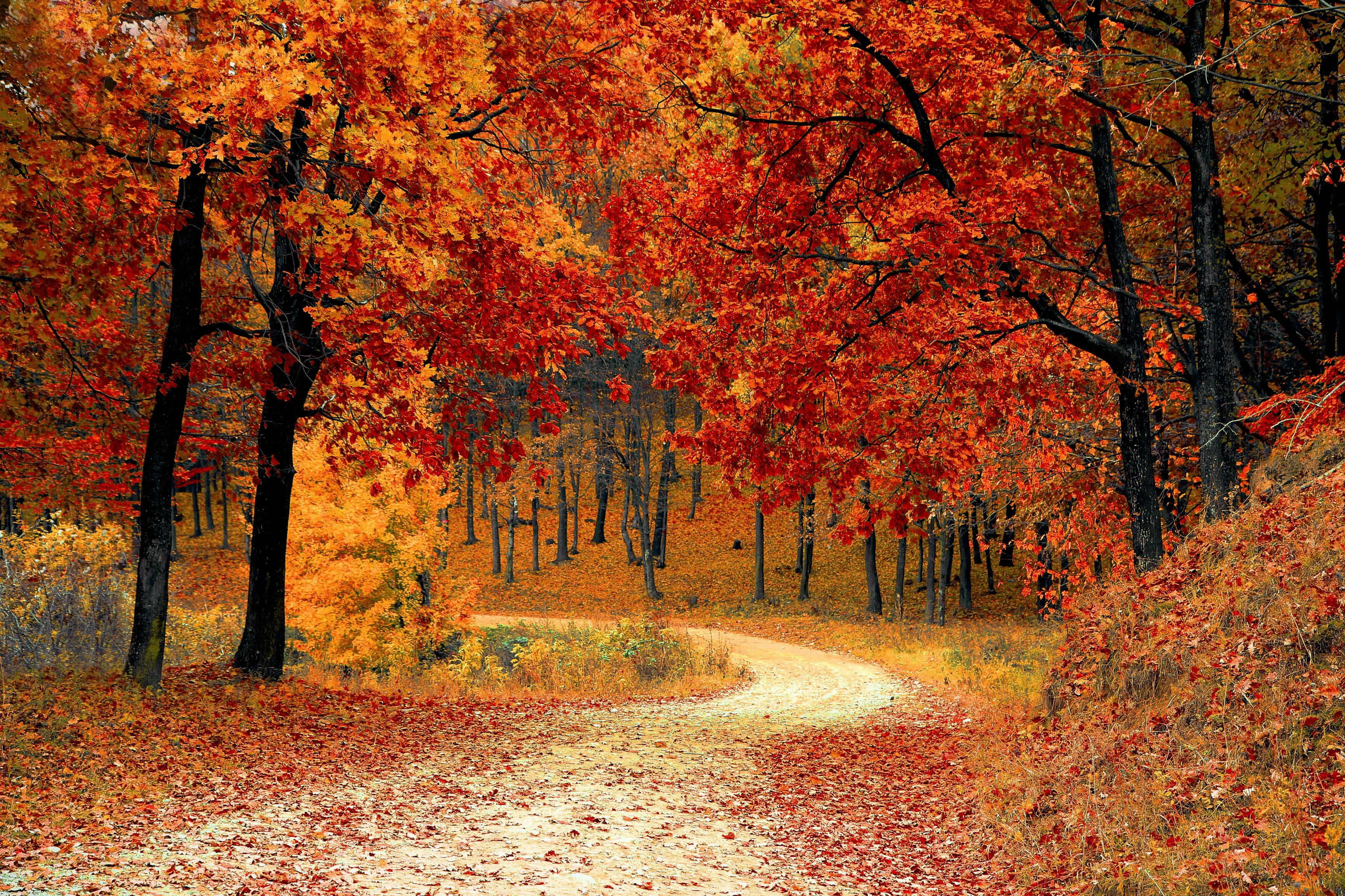 Autumn, the Fall