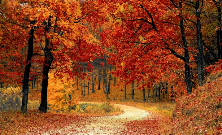 Autumn, the Fall